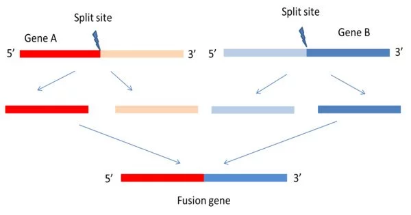 Fusion Gene – a Hybrid Gene