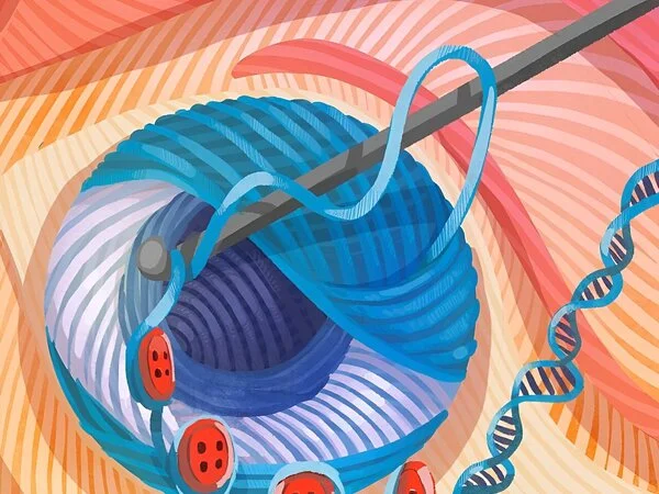 How genes in retina get regulated during development