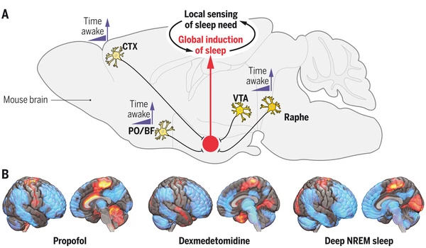 How stress activates neurons that disrupt sleep