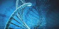 Human Genome – a complete set of nucleic acid sequences
