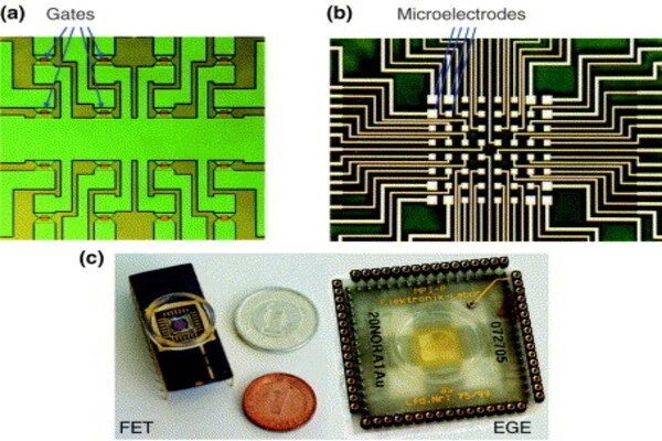 Hybrid transistors set stage for integration of biology and microelectronics
