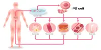Induced Stem Cells (iSC)