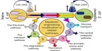 Metabolic Engineering – a branch of biotechnology