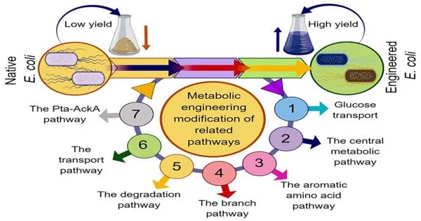 Metabolic Engineering – a branch of biotechnology