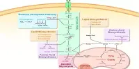 Metabolic Pathway – in Biochemistry