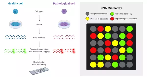 Microarray Analysis Techniques