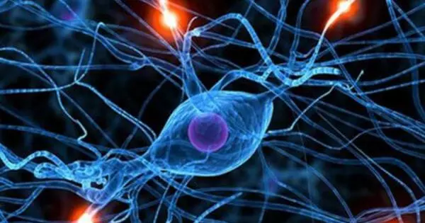 Molecular Cellular Cognition – a branch of neuroscience