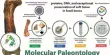 Molecular Paleontology – a study of evolutionary events