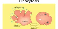 Pinocytosis – in Cellular Biology