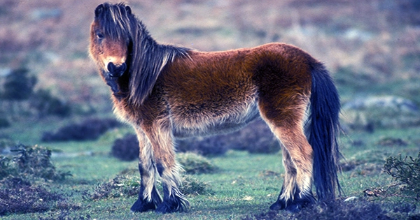 The-Welfare-of-Pit-Ponies-1