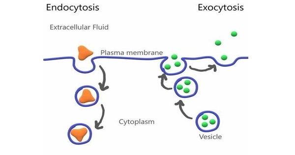 Trans-endocytosis – a biological process