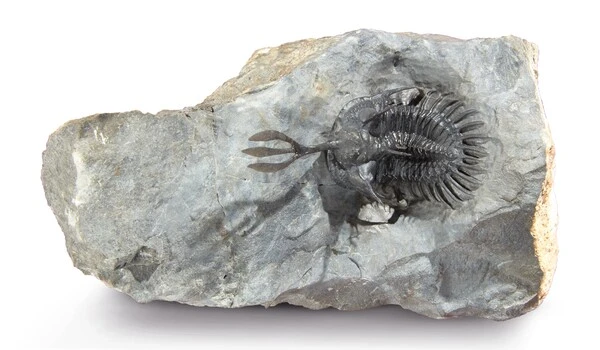Trilobites rise from the ashes to reveal ancient map