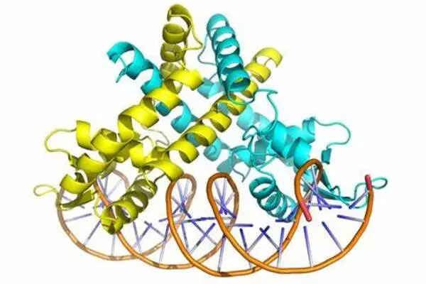 Protein complex discovered to control DNA repair