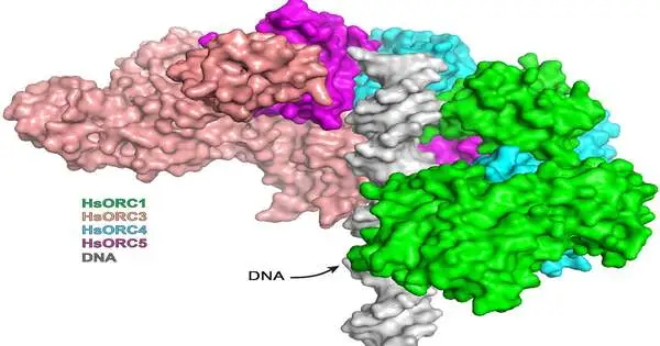 A Protein Complex has been discovered that Controls DNA Repair