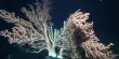 Corals Produce Reactive Oxygen Species, according to a Deep Sea Sensor