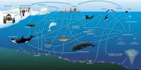 Map Biodiversity to Protect Fragile Polar Ecosystems
