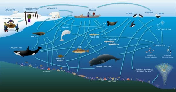 Map Biodiversity to Protect Fragile Polar Ecosystems