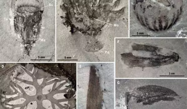 Molecular fossils shed light on ancient life