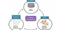 Neural Tissue Engineering – a specific sub-field of tissue engineering
