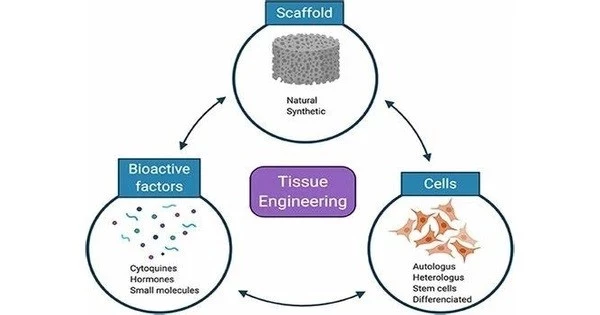 Neural Tissue Engineering – a specific sub-field of tissue engineering