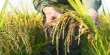 New Rice Varieties for Africa provide Viral Protection