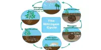 Nitrogen Cycle – a crucial biogeochemical cycle