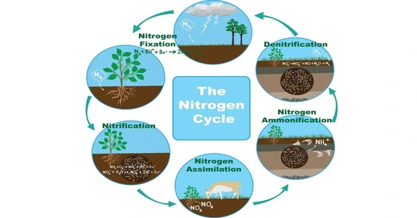 Nitrogen Cycle – a crucial biogeochemical cycle