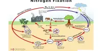 Nitrogen Fixation – a chemical process