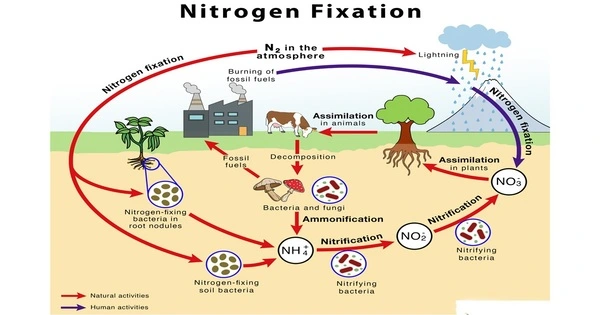 Nitrogen Fixation – a chemical process