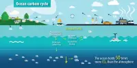 Oceanic Carbon Cycle