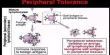 Peripheral Tolerance – in Immunology