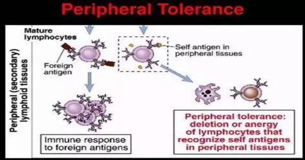 Peripheral Tolerance – in Immunology