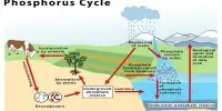 Phosphorus Cycle – a biogeochemical cycle