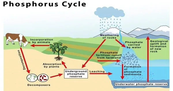 Phosphorus Cycle – a biogeochemical cycle