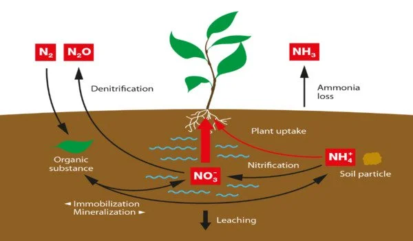 Researchers improve seed nitrogen content by reducing plant chlorophyll levels