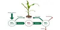Researchers increase Seed Nitrogen content by lowering Plant Chlorophyll Levels