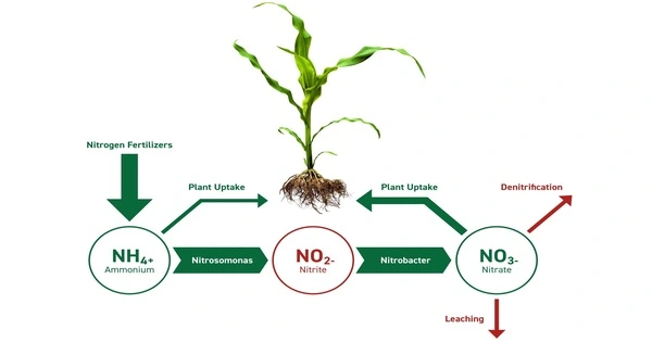 Researchers increase Seed Nitrogen content by lowering Plant Chlorophyll Levels