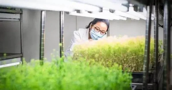 Scientists Manipulate the Plant Microbiome to Protect Crops from Illness