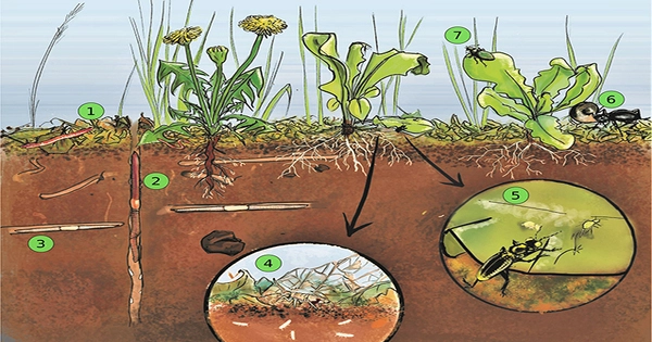 Soil Ecology – a branch of ecology