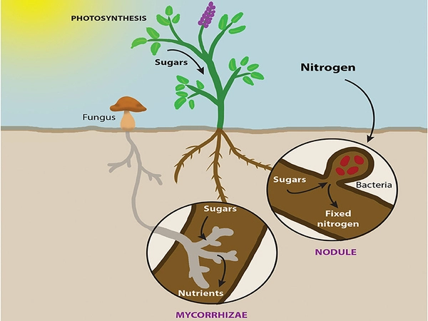 Genetics of host plants determine what microorganisms they attract
