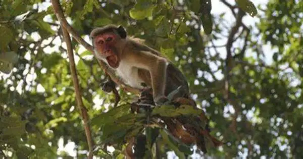 Use of Habitat for Agricultural purposes puts Primate Infants at Risk