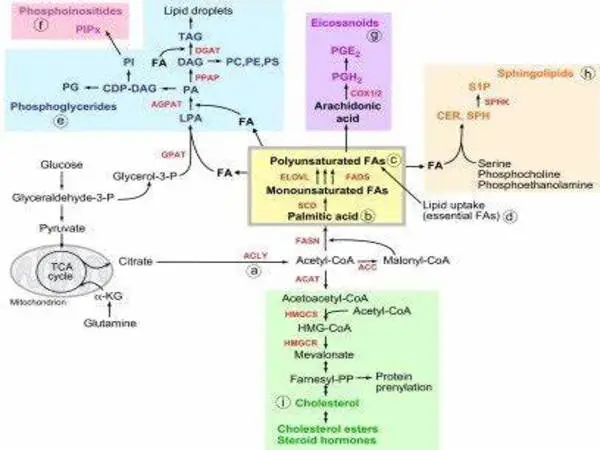 A novel pathway regulating lipid biosynthesis by fatty acids