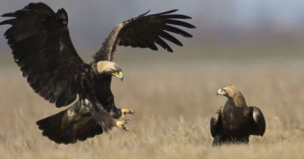 African Raptors are experiencing Widespread Population Collapse