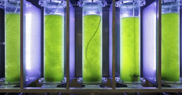 Algae Bioreactor