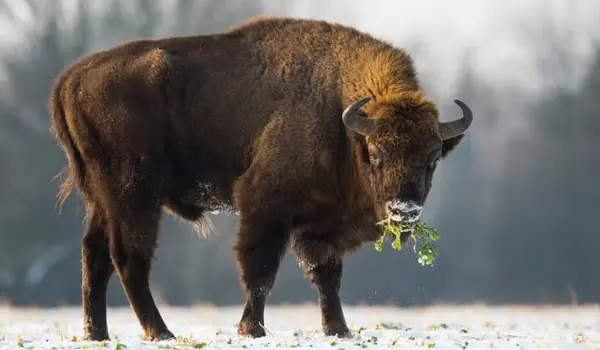 Best areas for rewilding European bison