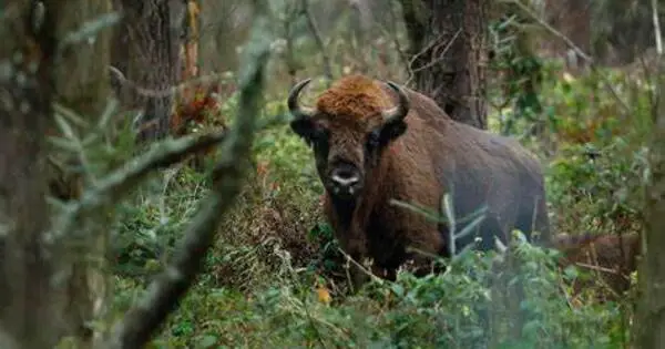 Best Places to Rewild European Bison