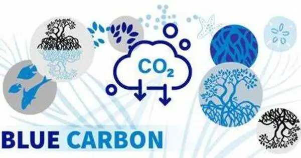 Blue Carbon Ecosystems