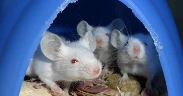 Brain Mechanism Trains Mice to Shun Bullies