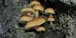 Carnivorous Fungi