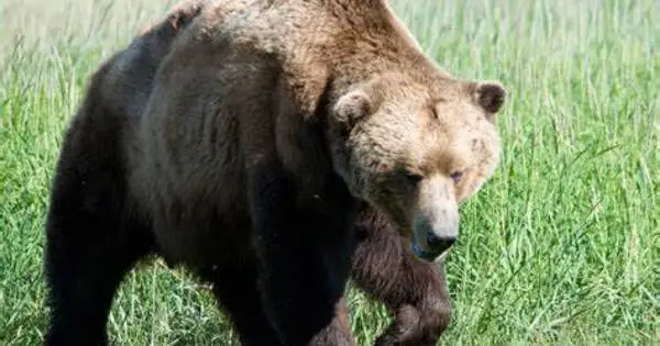 Dark Brown Bear Genomes reveal information about Ice Age Survival and Loss